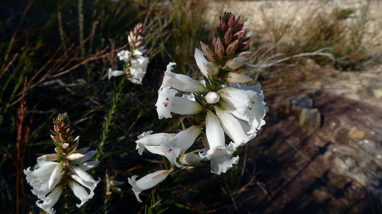 Blunt-leaf heath