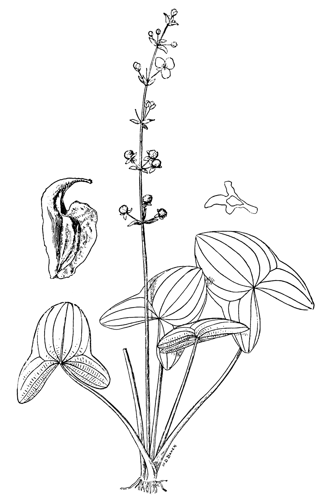 Sagittaria australis