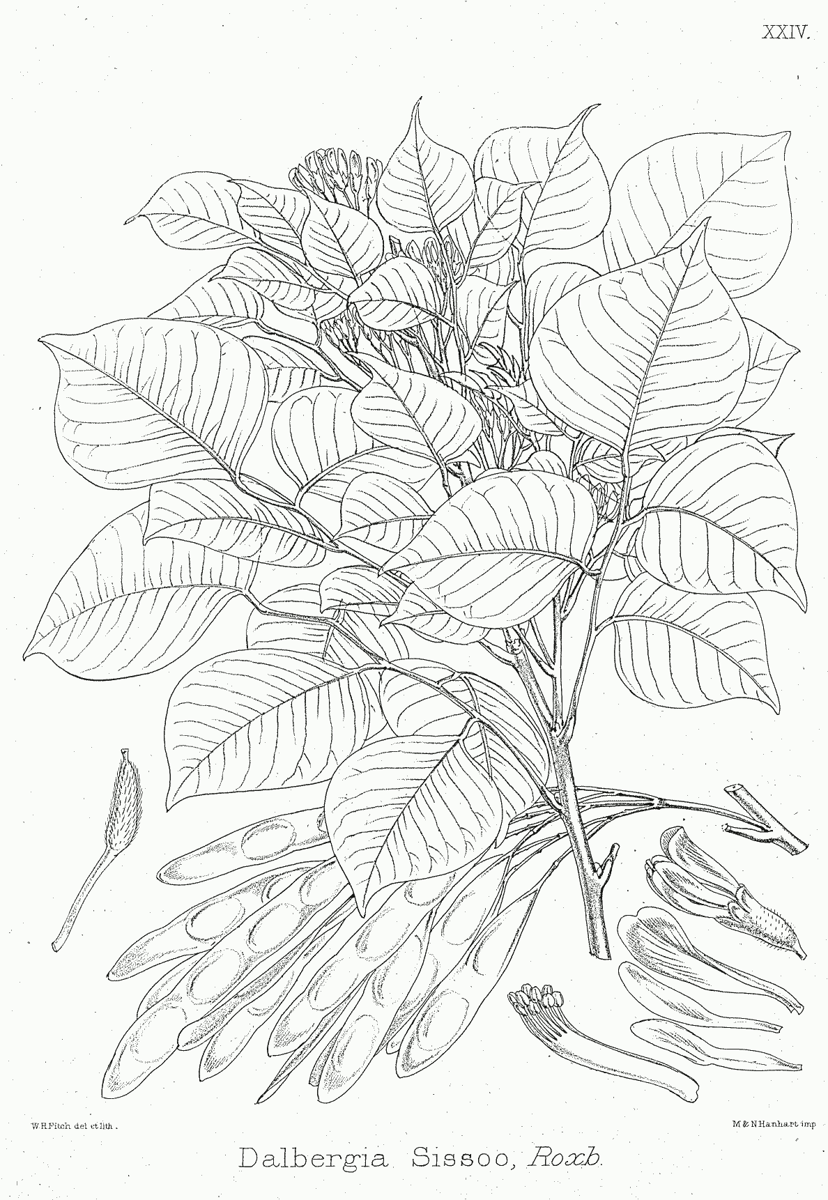 Dalbergia ecastaphyllum