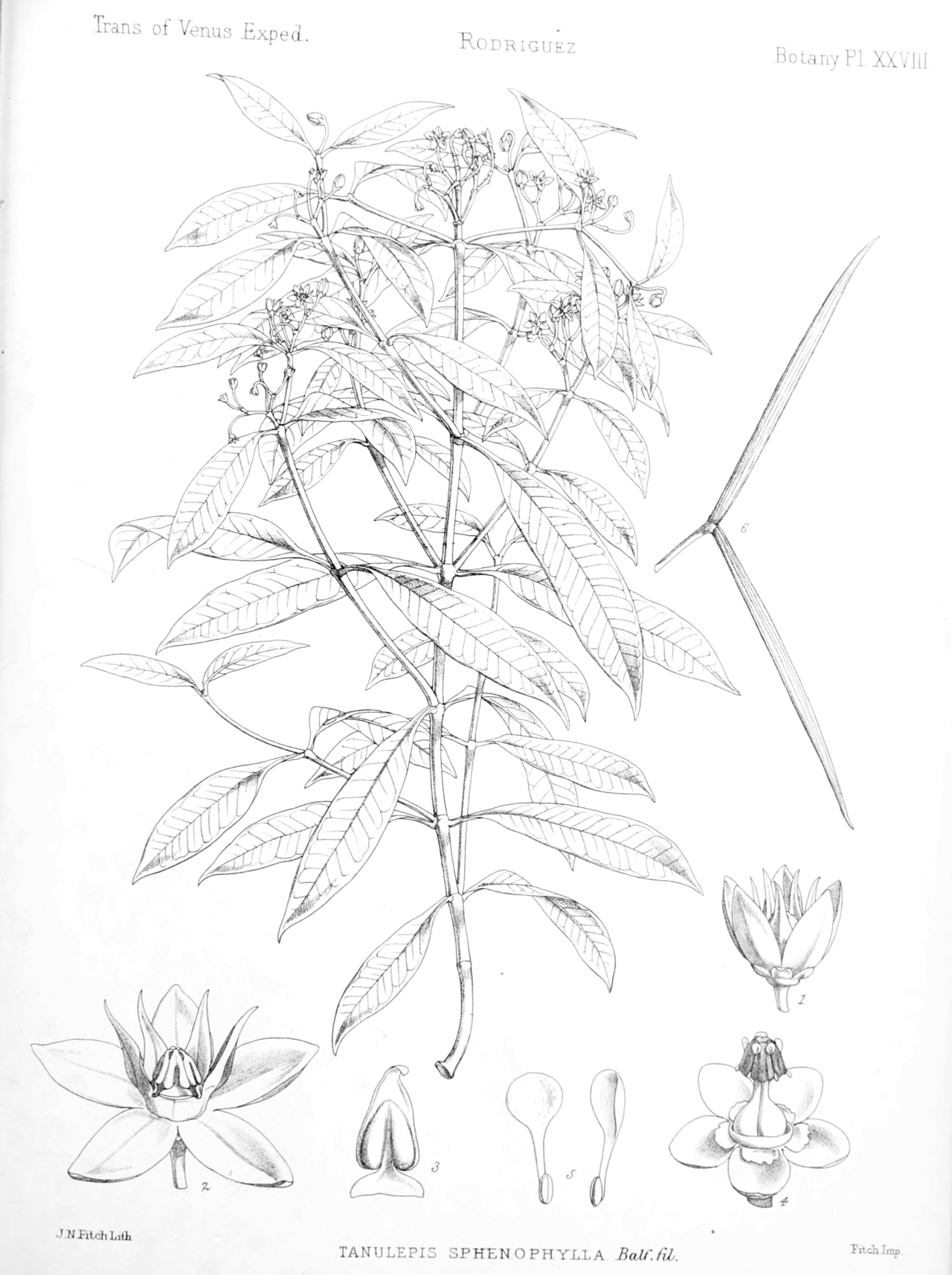 Camptocarpus sphenophyllus