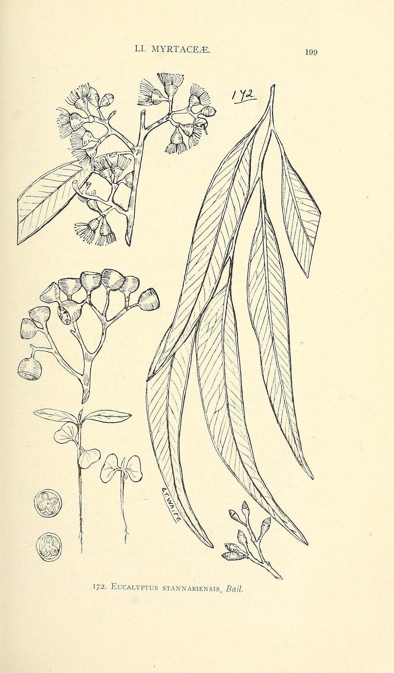 Eucalyptus phoenicea