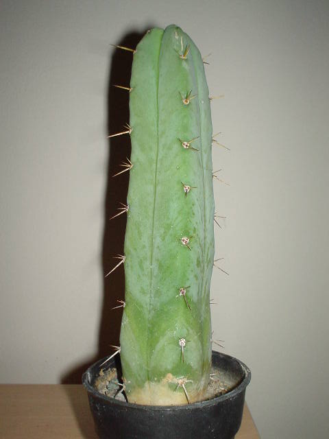 Echinopsis lageniformis