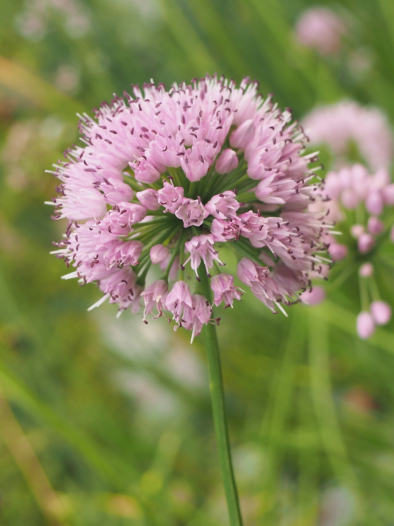 Allium lusitanicum