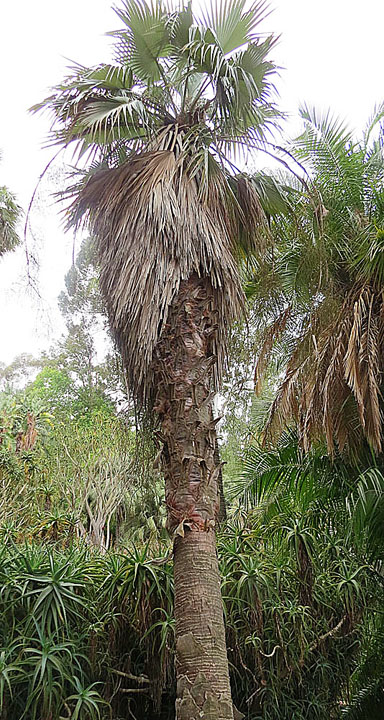Brahea calcarea