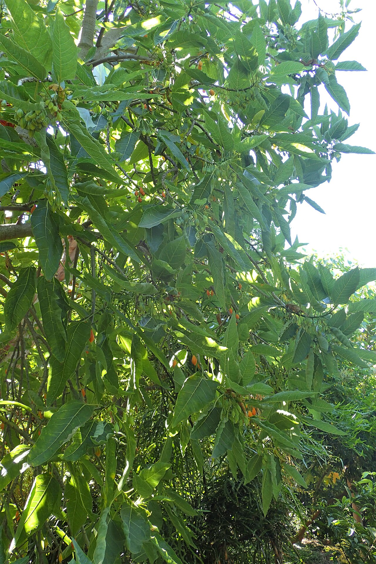 Carica quercifolia