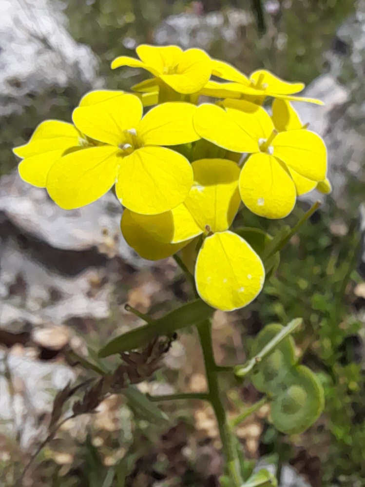 Biscutella cichoriifolia
