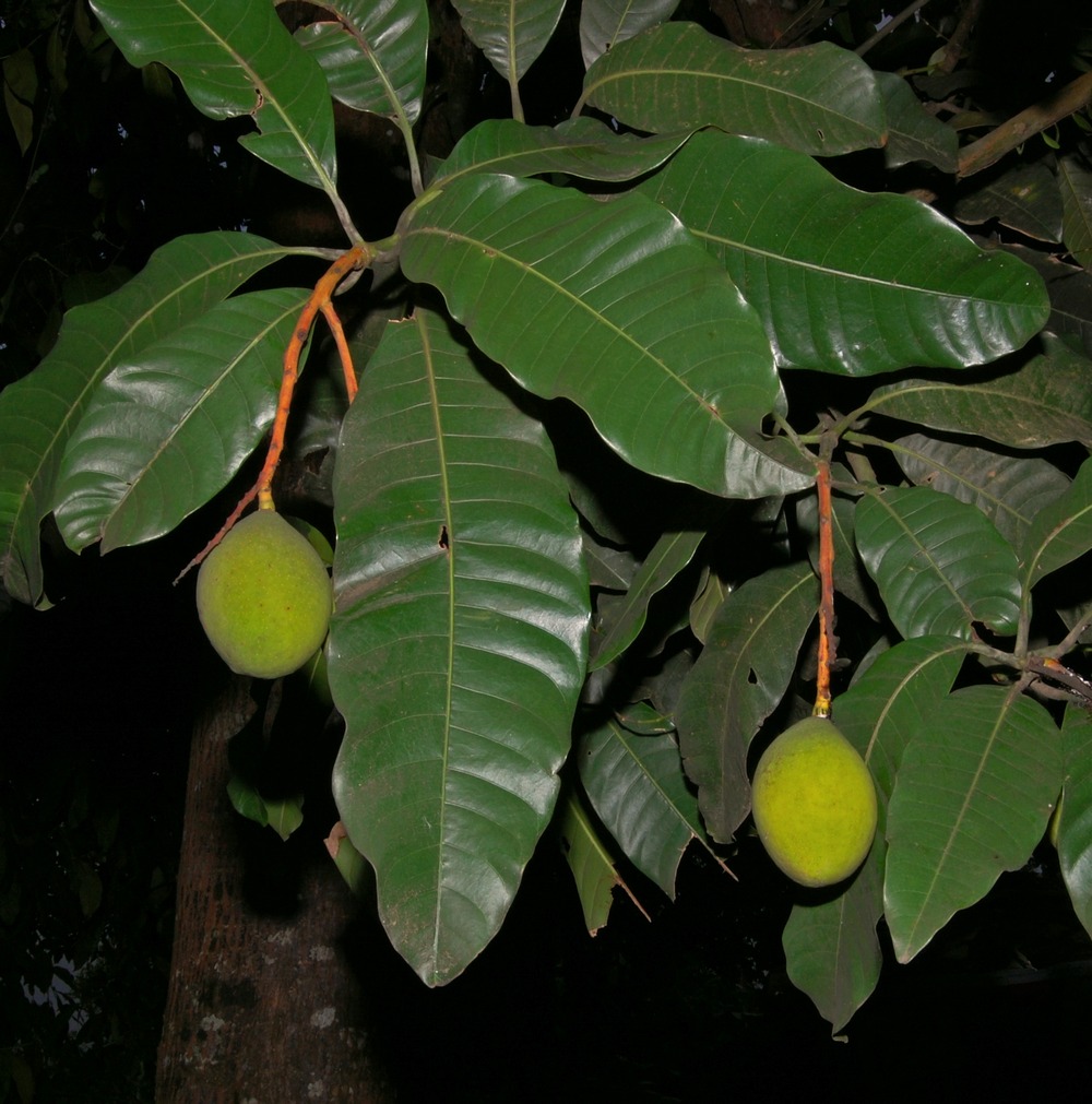 Mangifera odorata