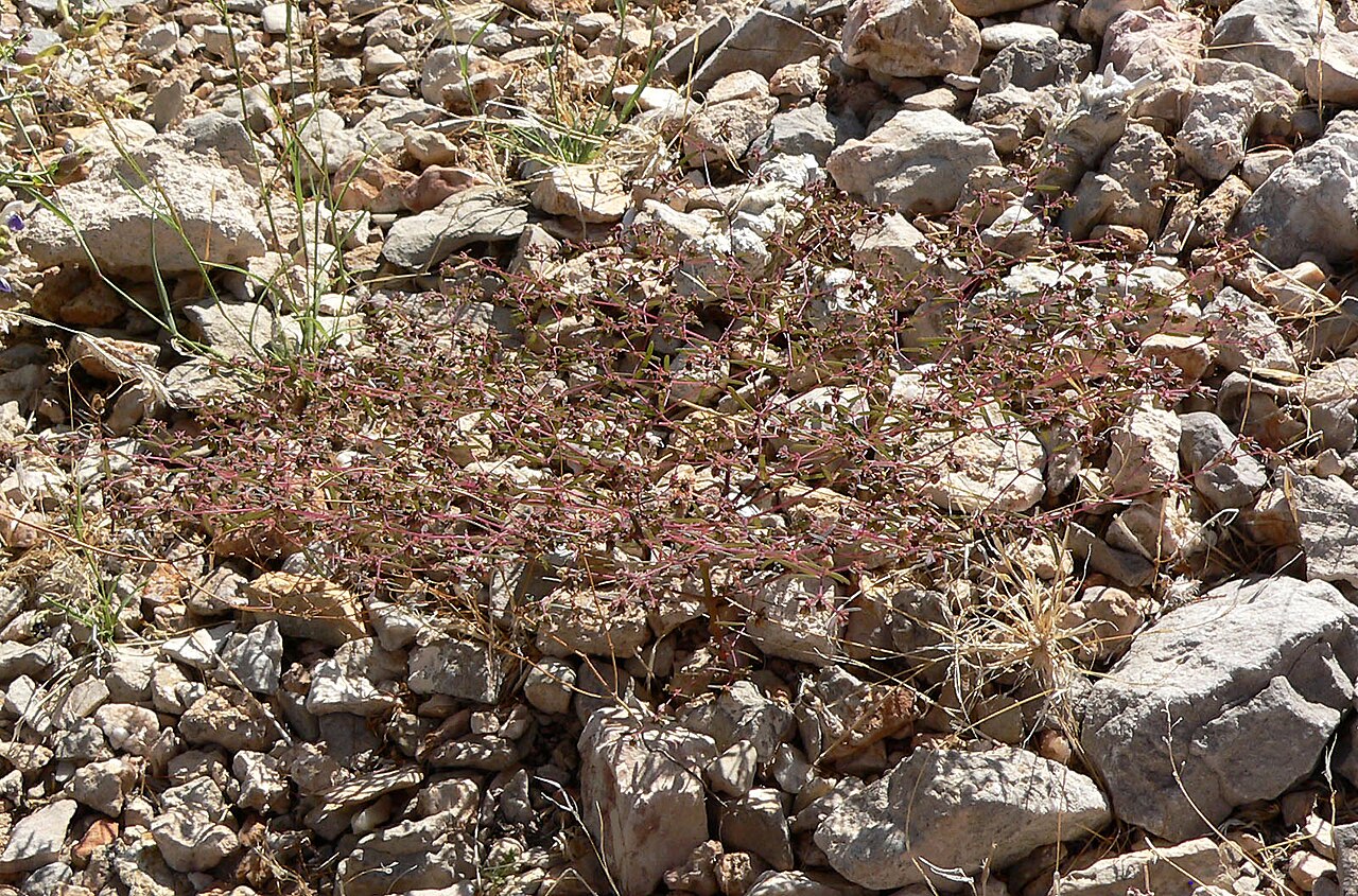 Euphorbia revoluta