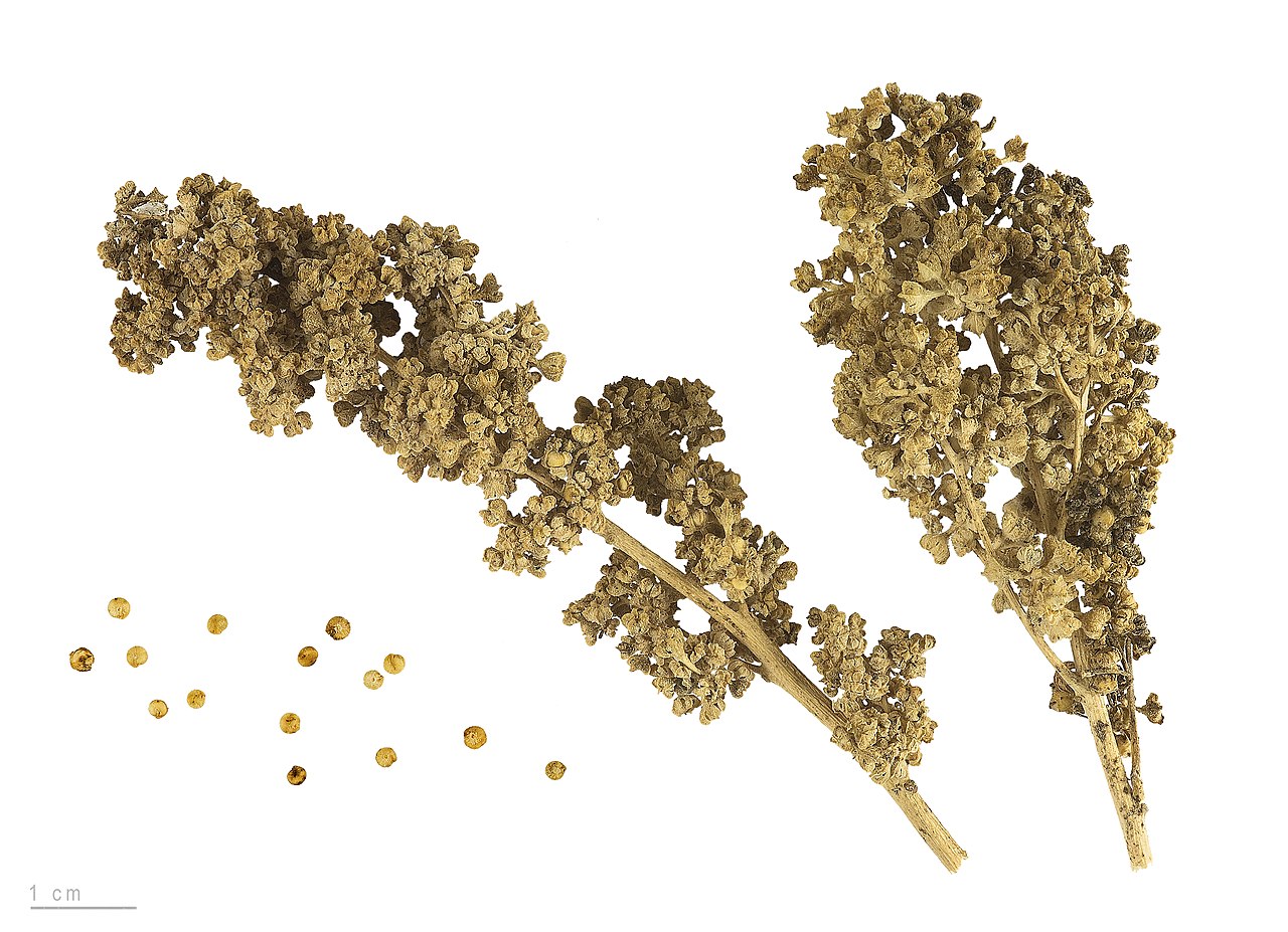 Chenopodium quinoa