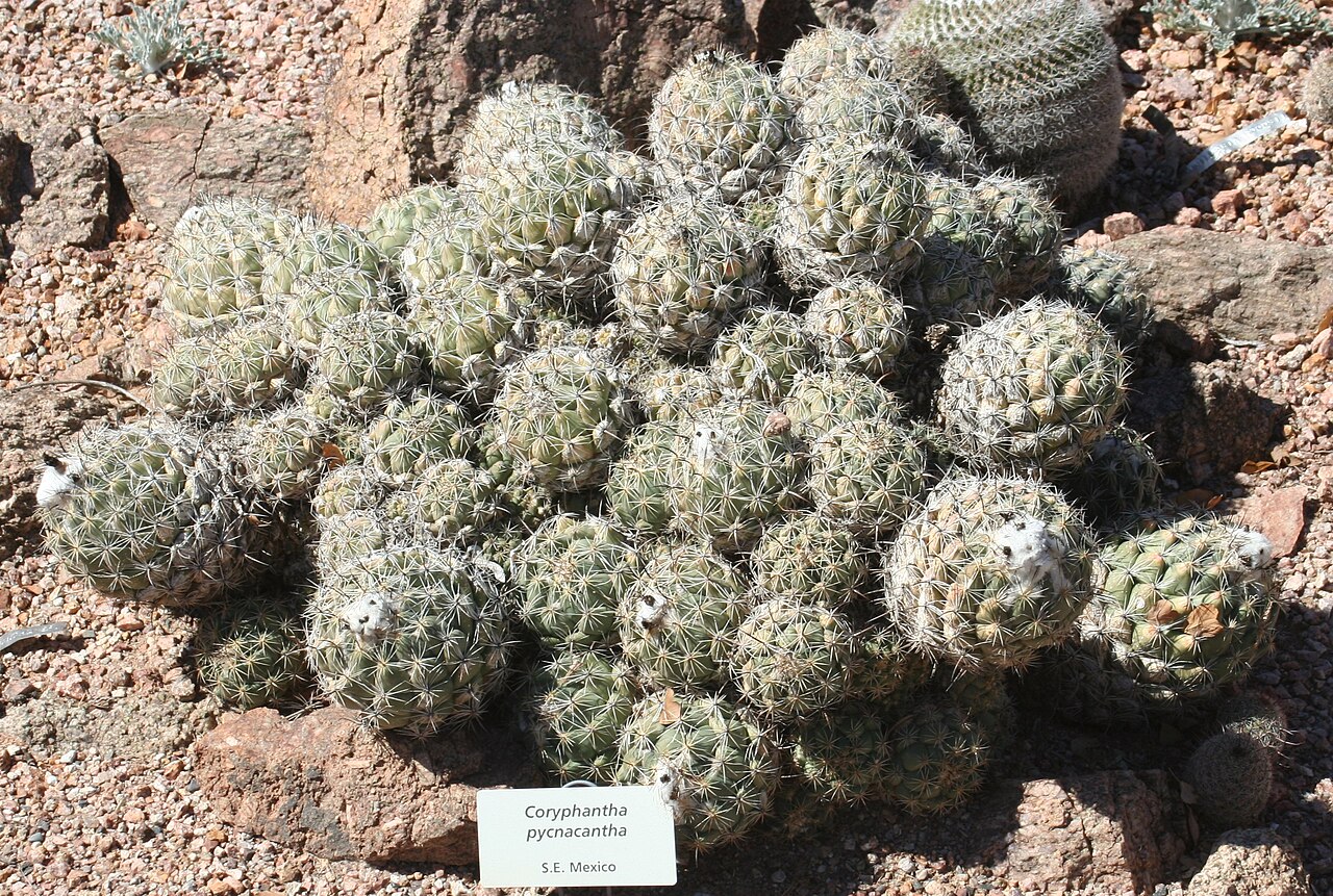 Coryphantha pycnacantha