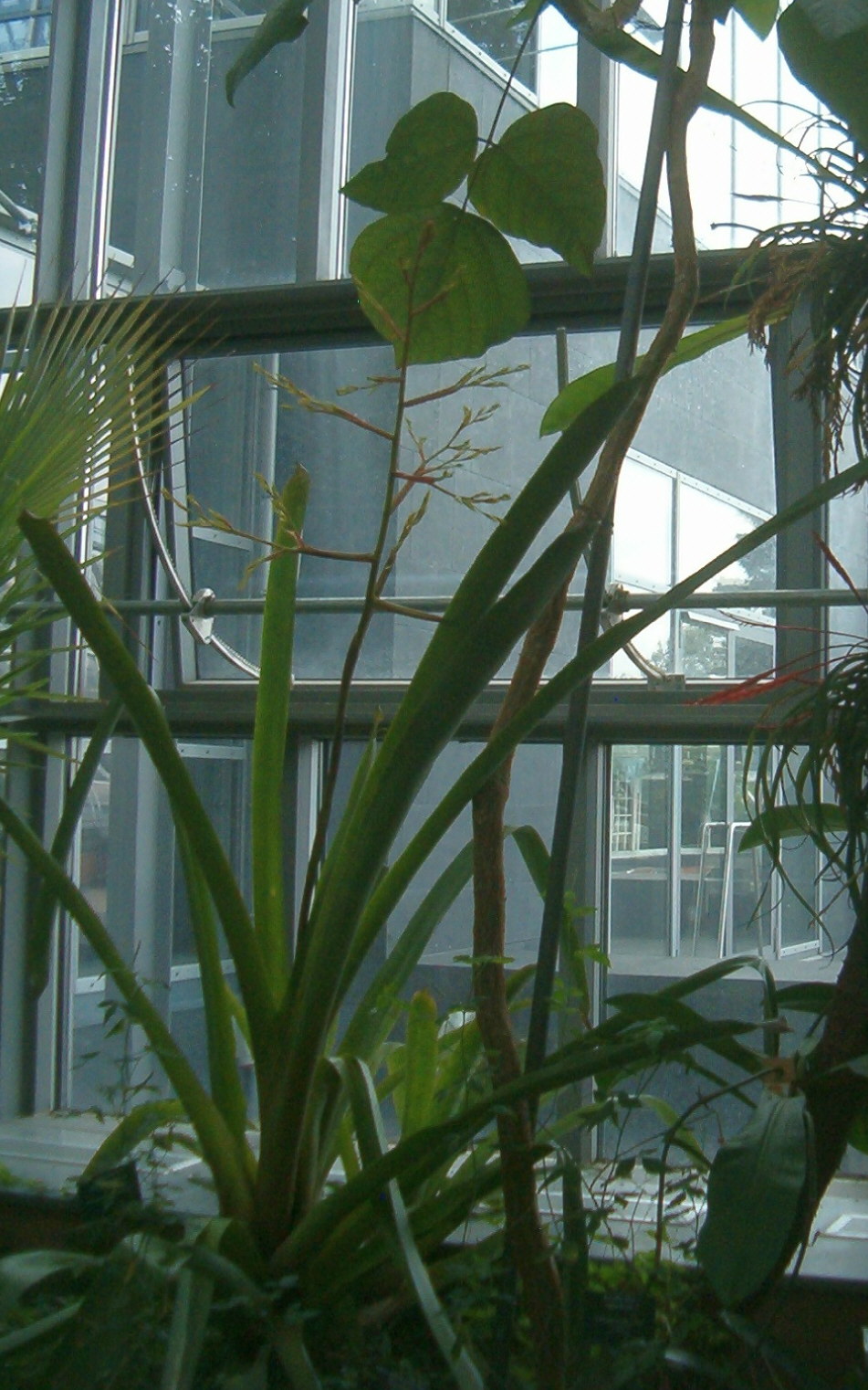 Aechmea eurycorymbus