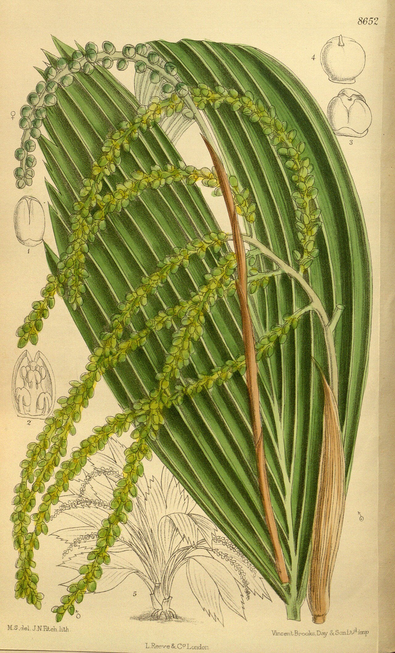 Chamaedorea pumila