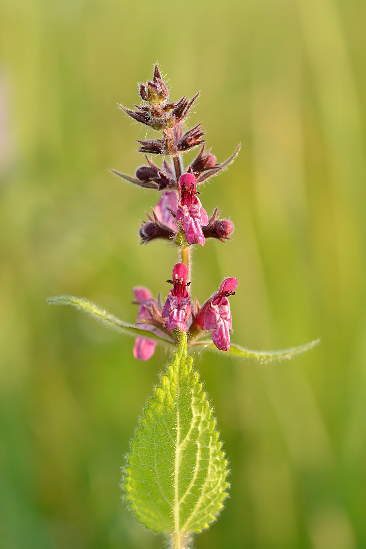 Stachys cordata