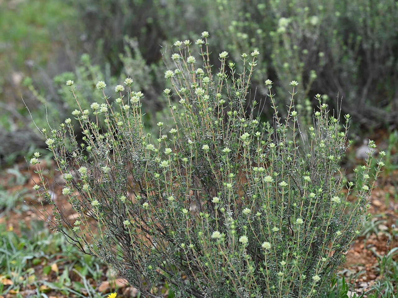 Thymus mastichina