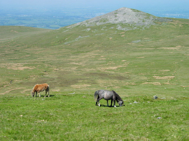 Carneddau pony