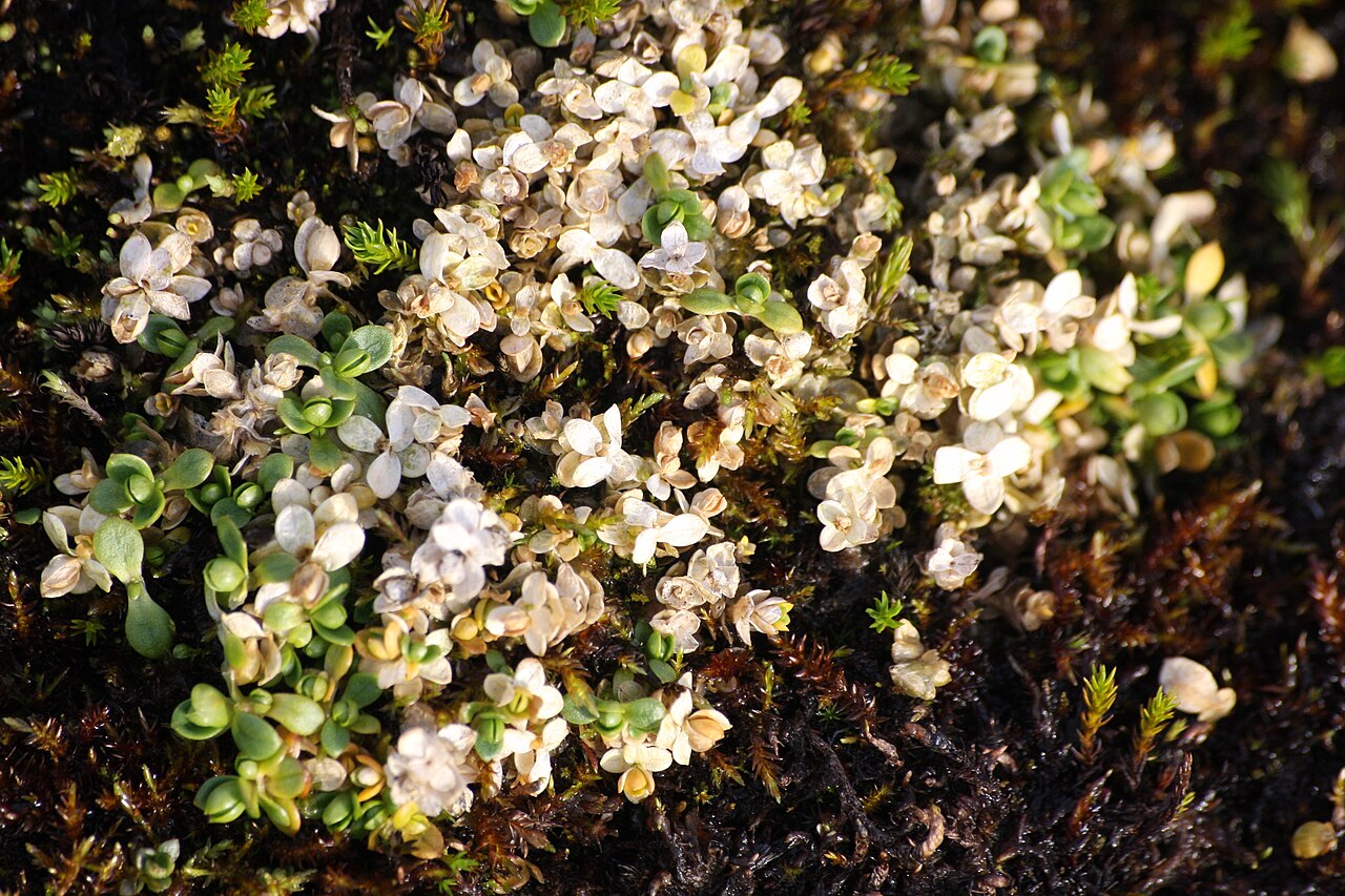 Cerastium regelii