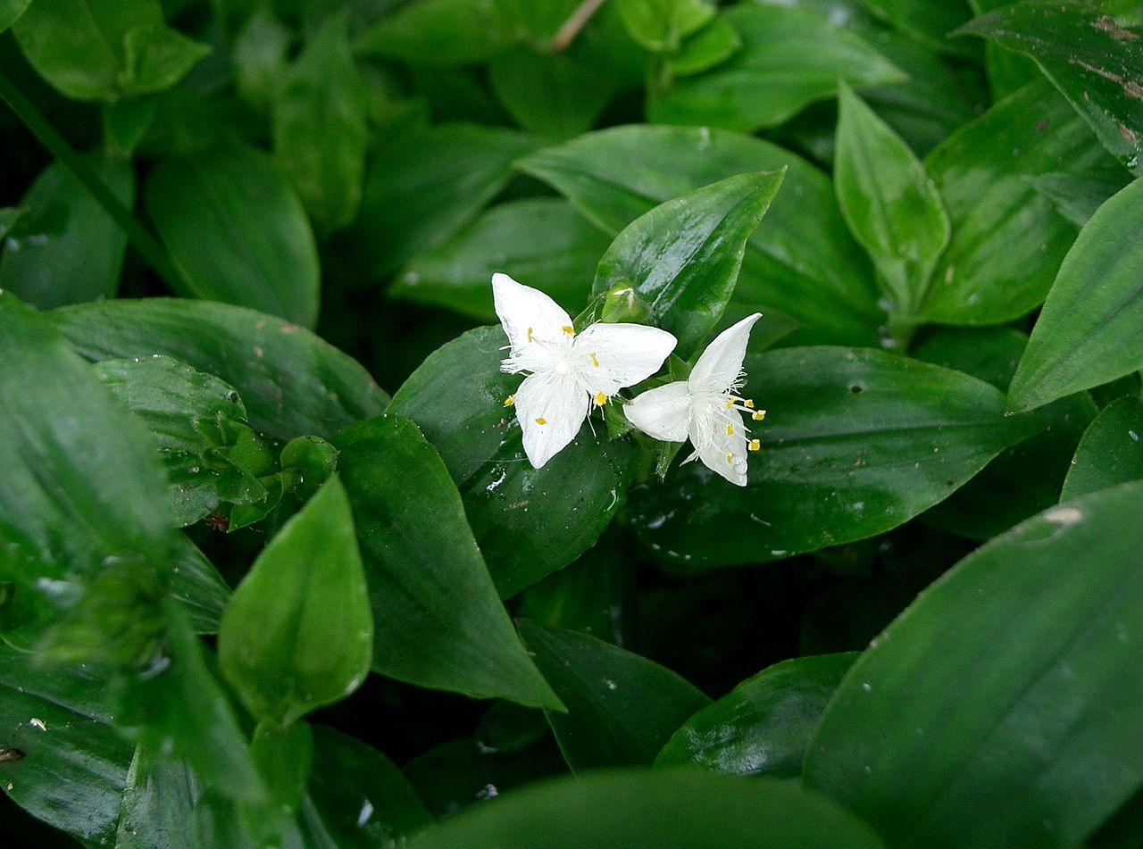 Tradescantia rio