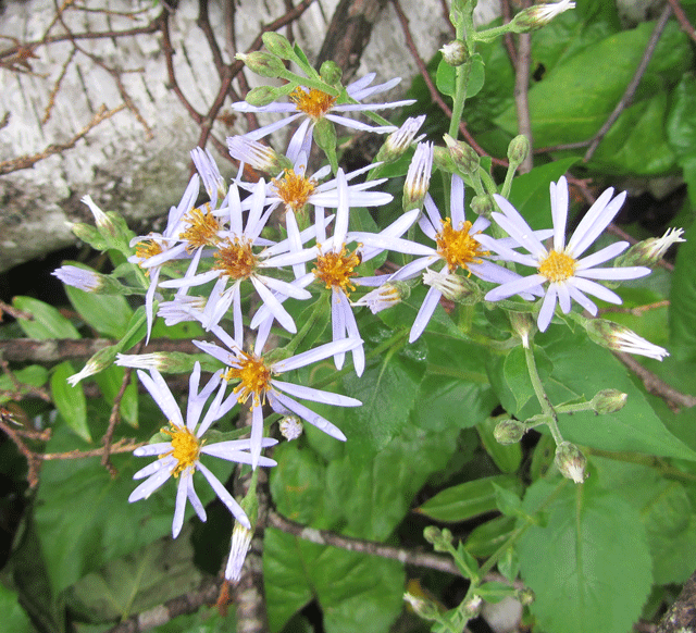 Eurybia furcata