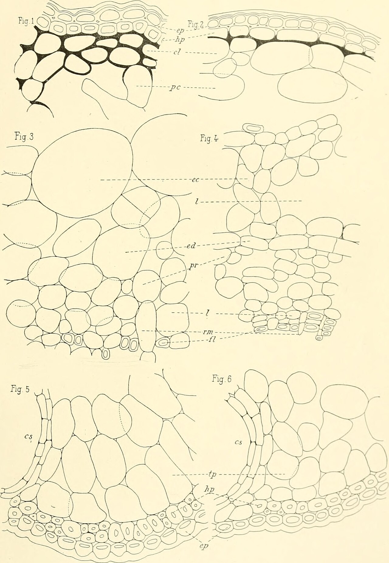 Gymnosporangium clavariiforme