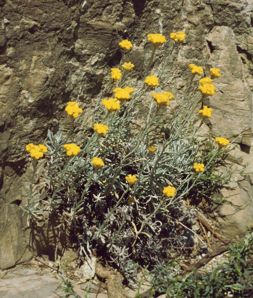 Helichrysum barrelieri