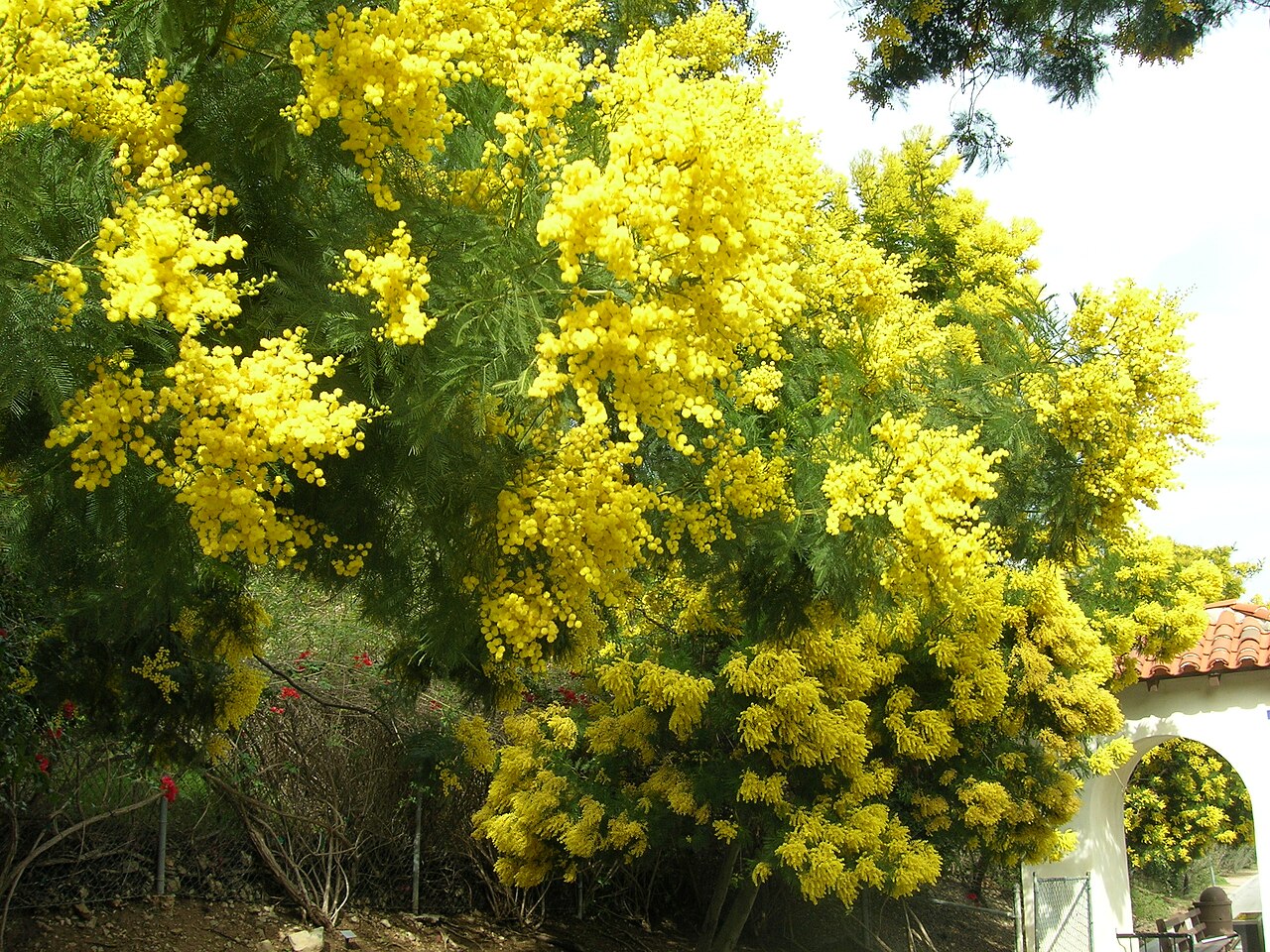 Mimosa decurrens