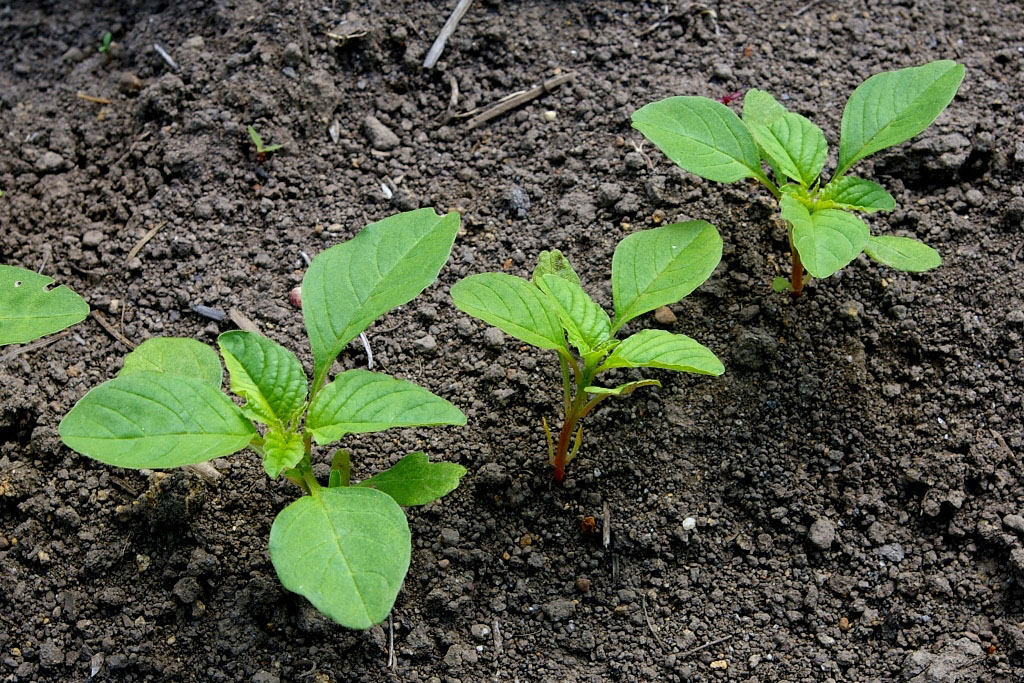 Amaranthus blitum