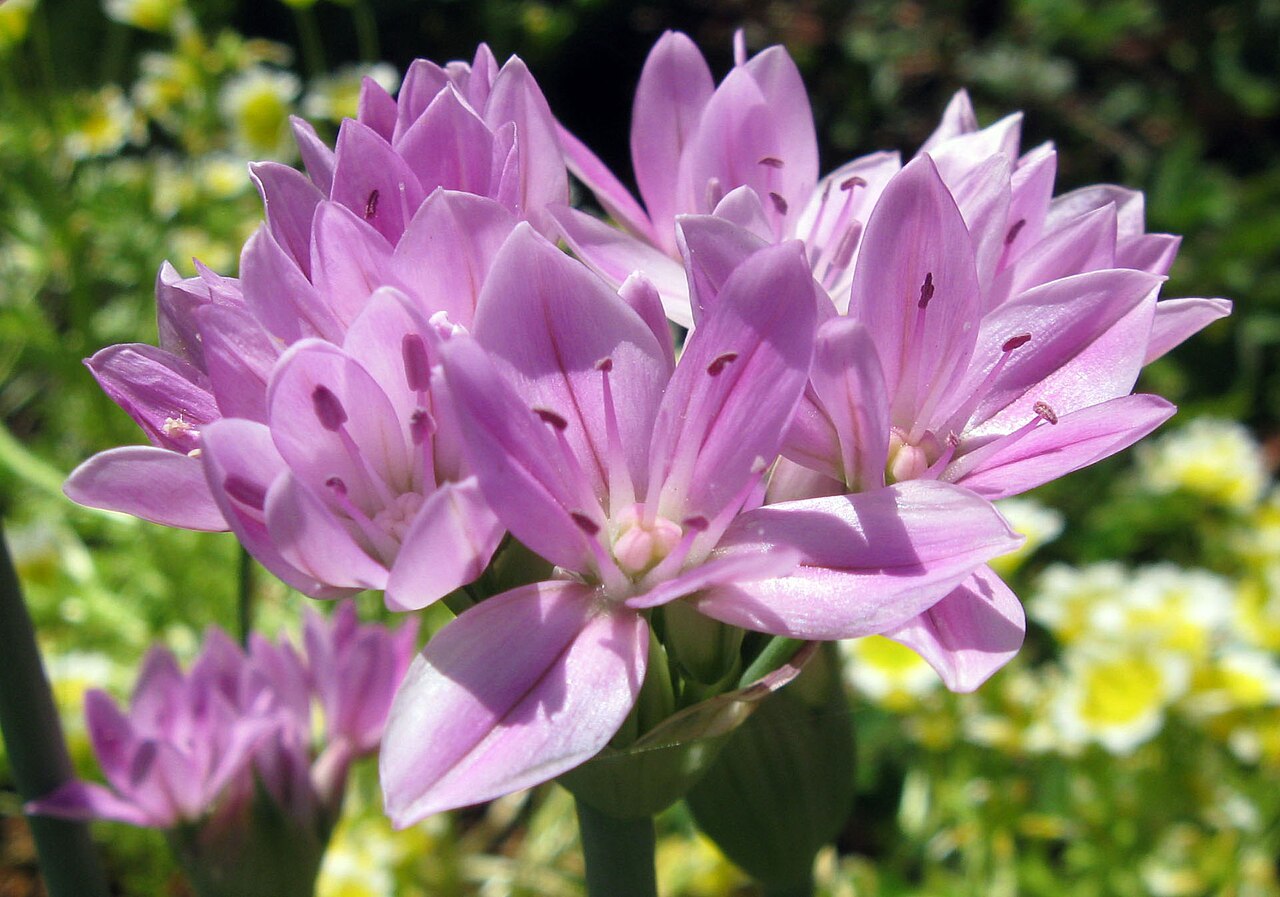 Allium unifolium