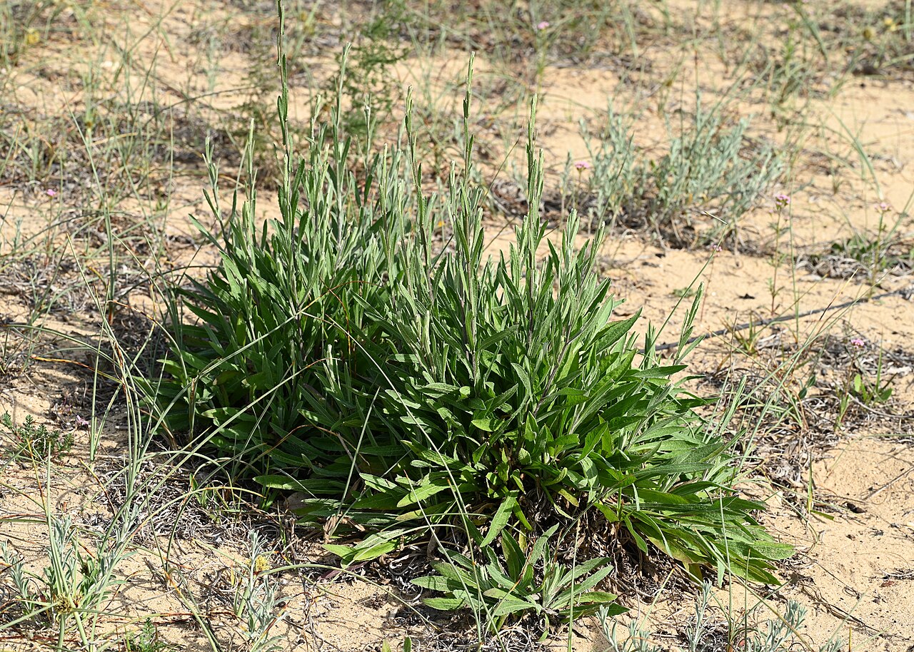 Centaurea exarata
