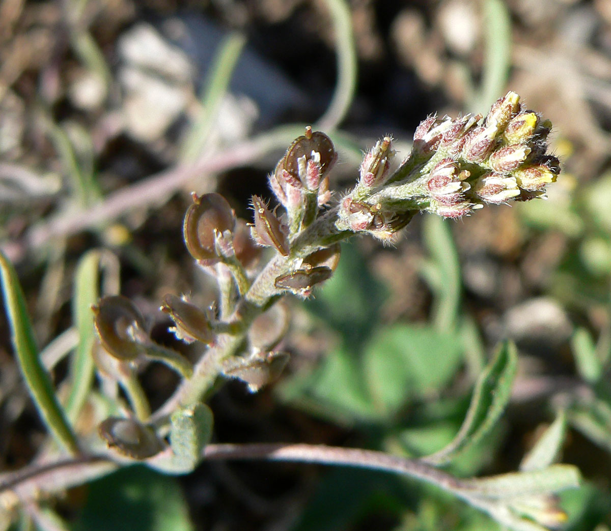 Alyssum desertorum