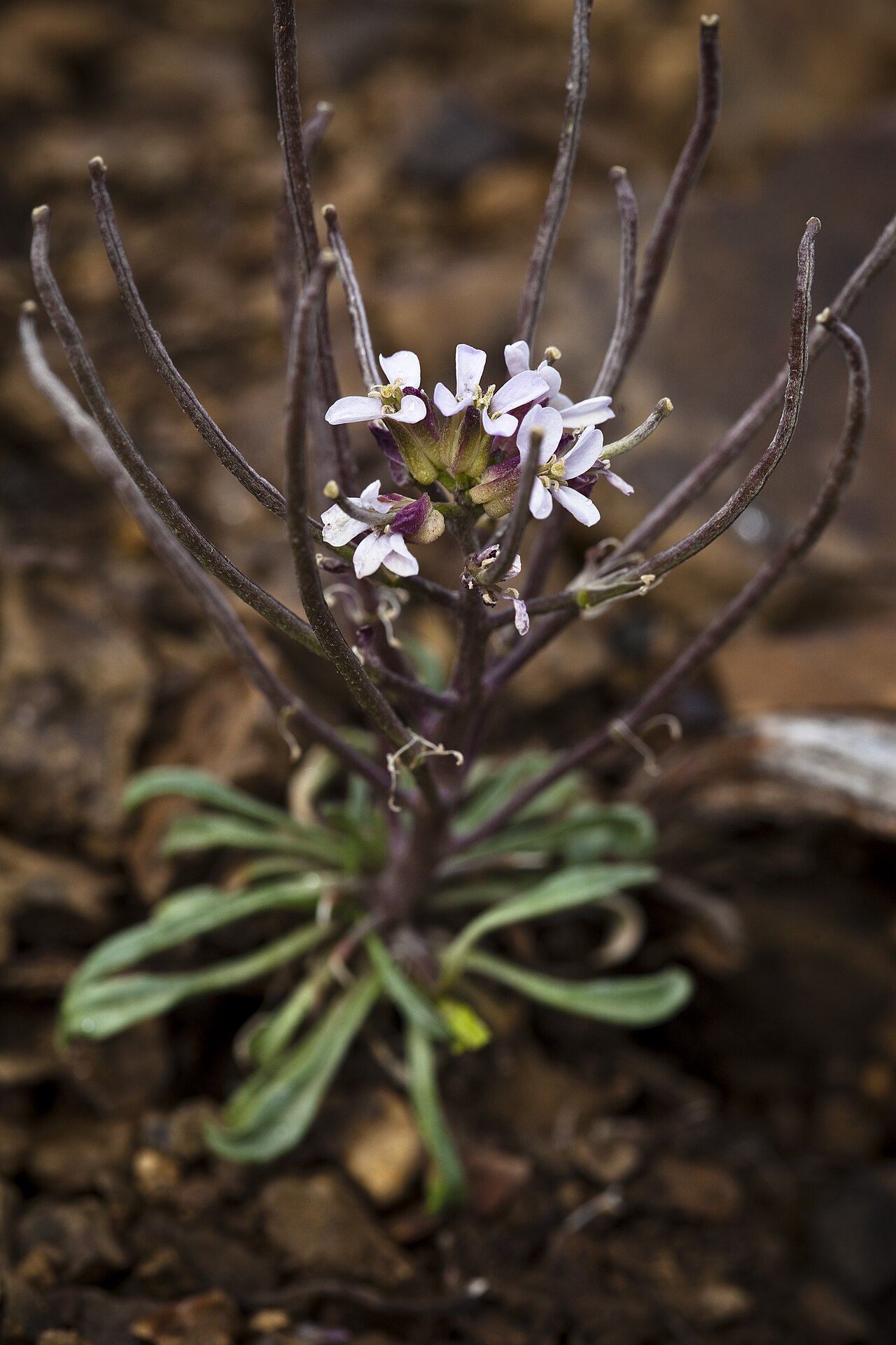 Erysimum pallasii