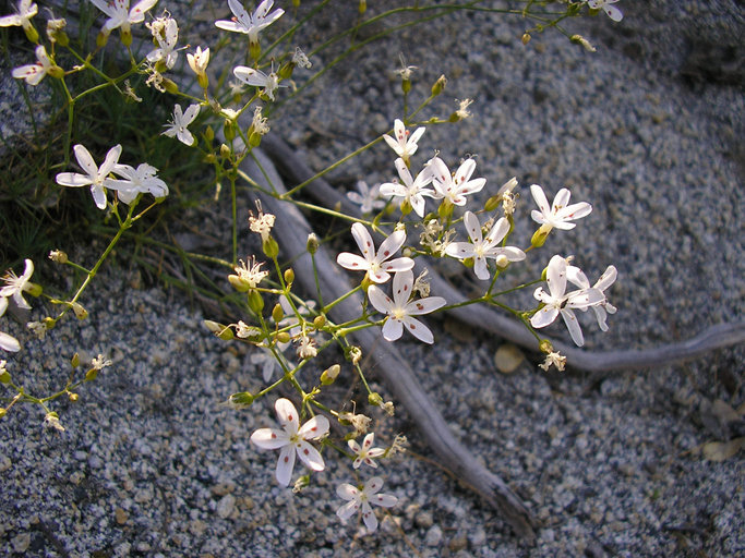 Eremogone cliftonii