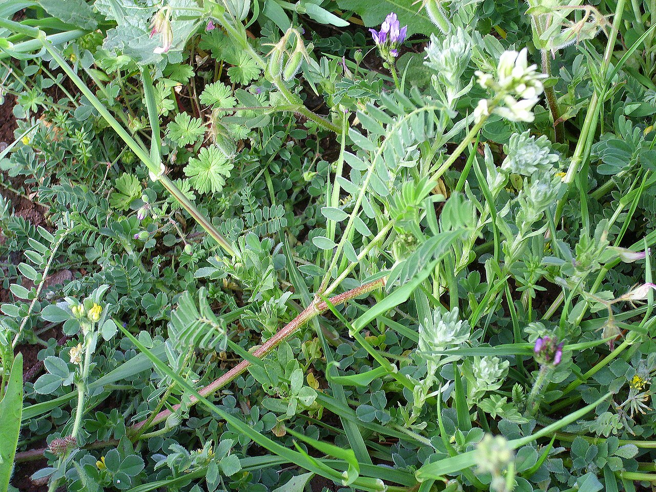 Astragalus boeticus