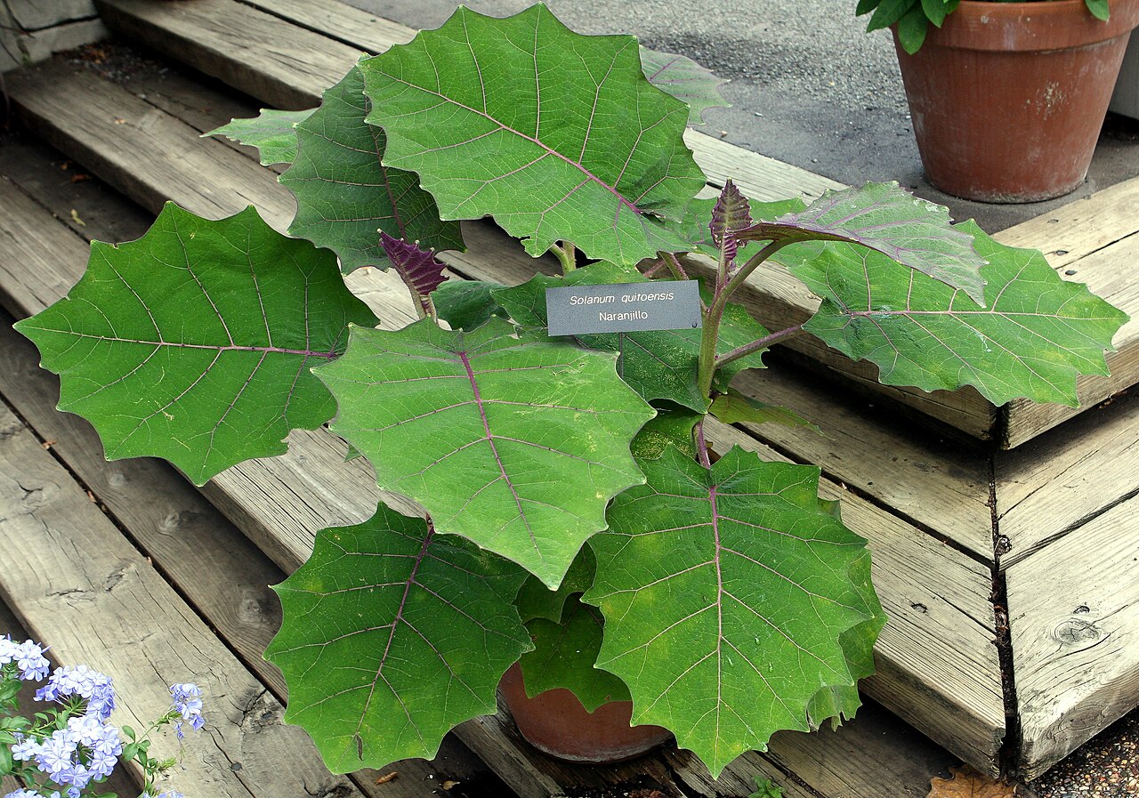 Naranjilla