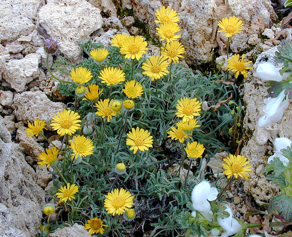 Erigeron chrysopsidis