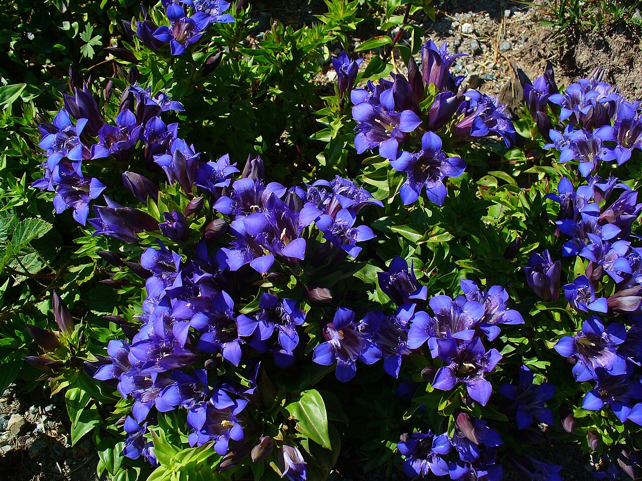 Gentiana septemfida