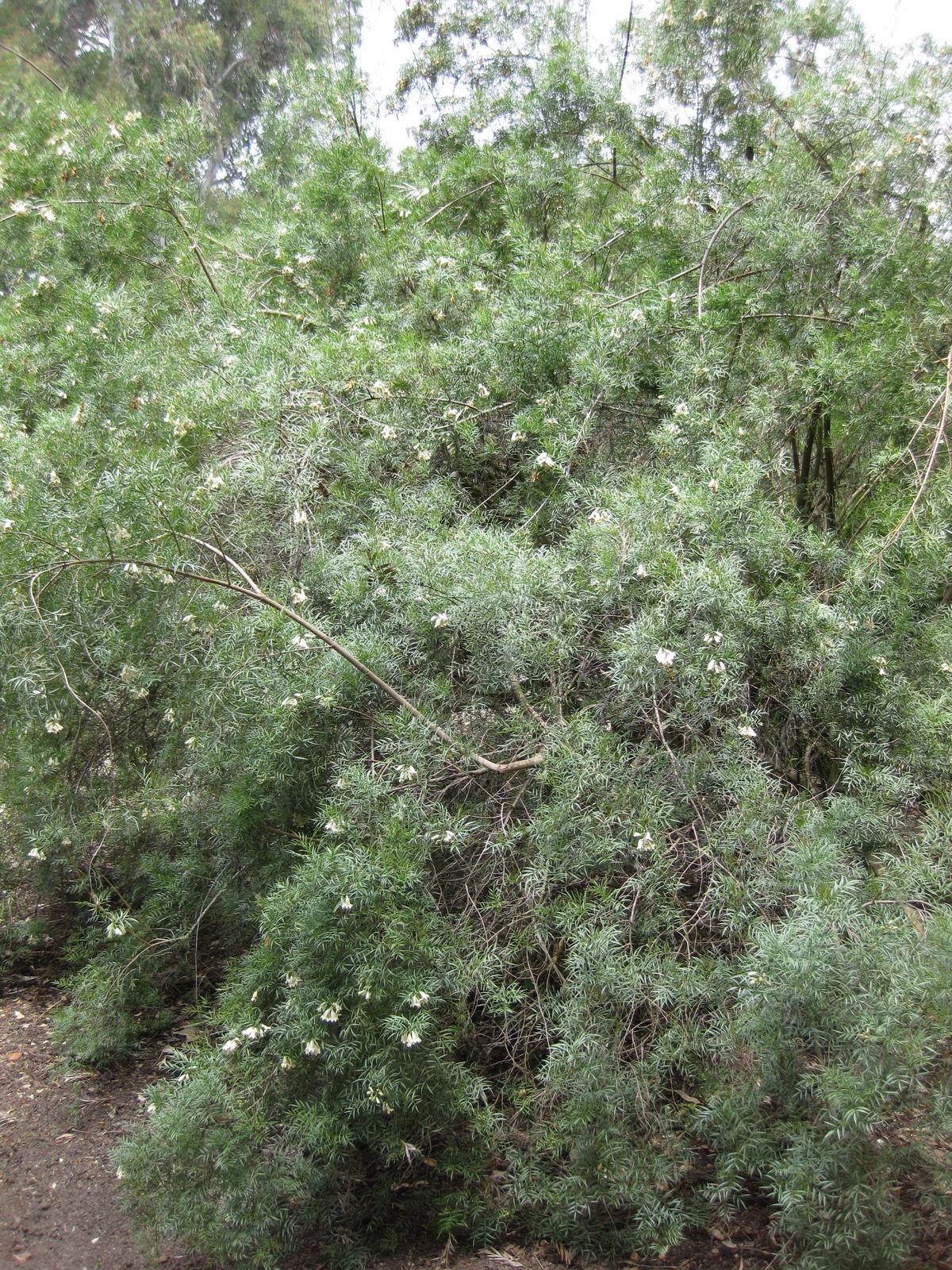 Pandorea doratoxylon