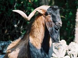 Balearian boc