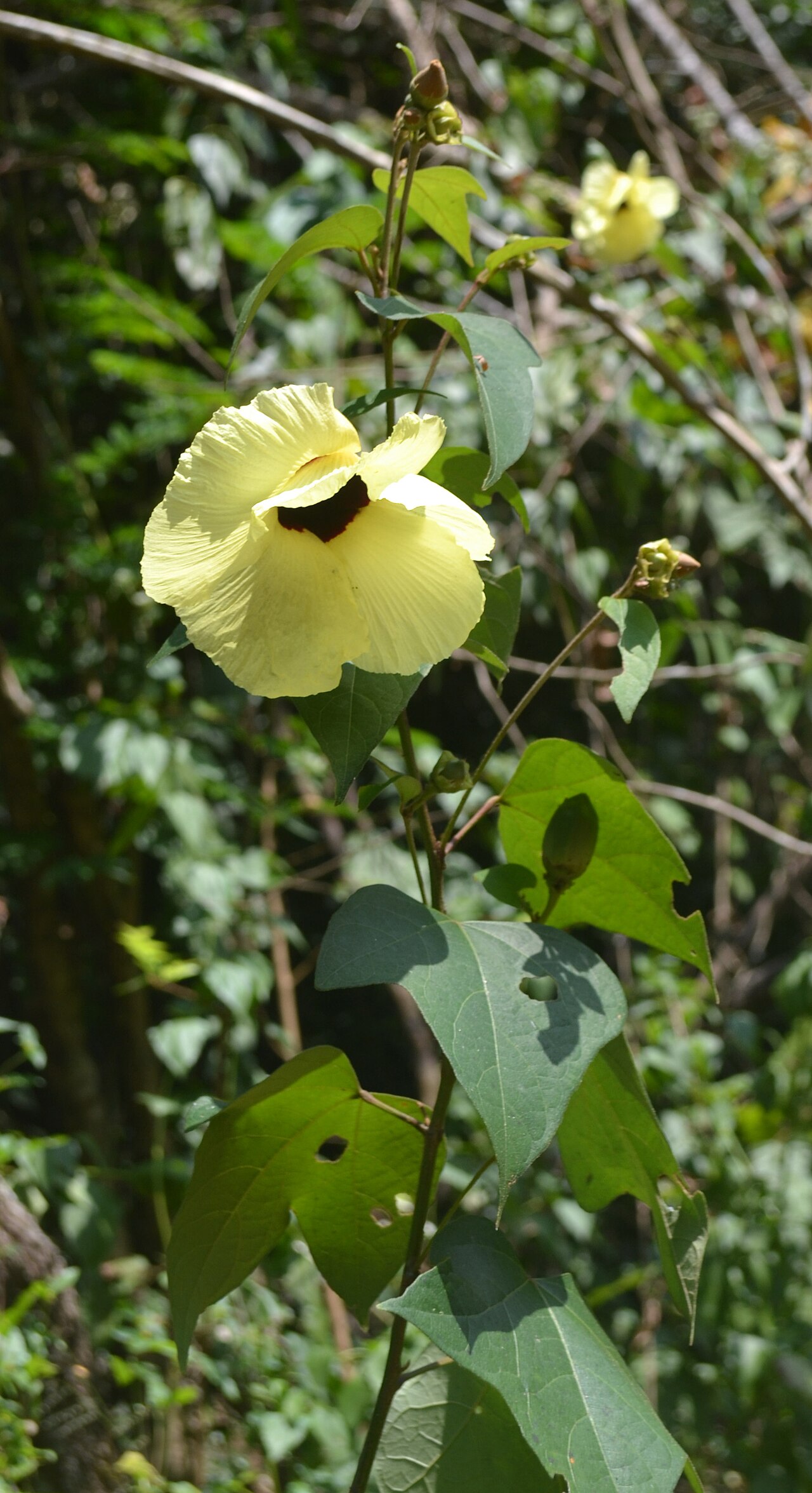Thespesia lampas