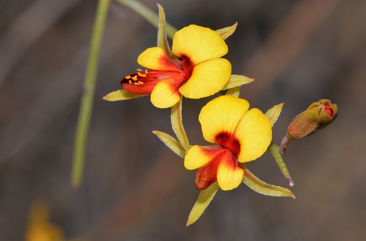 Jacksonia racemosa