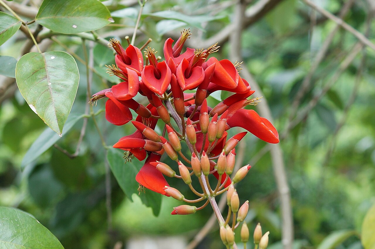 Cockspur coral tree