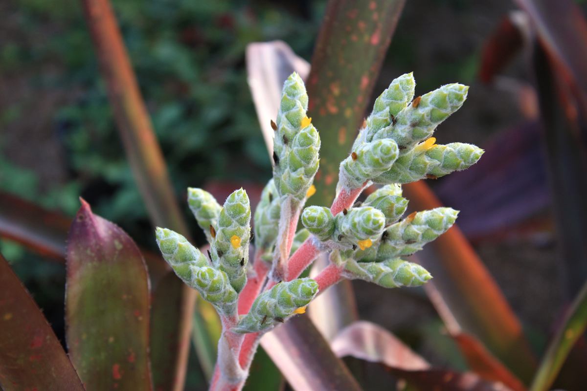 Hohenbergia lanata