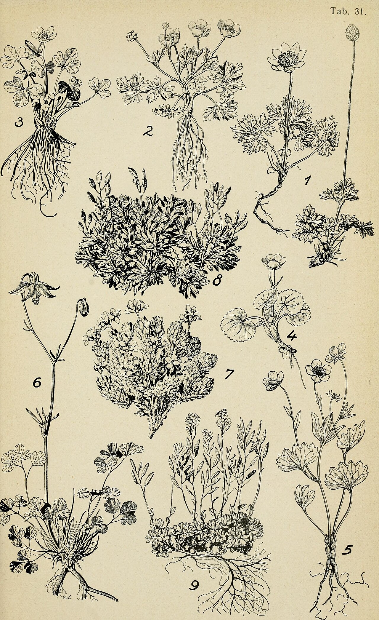 Draba dubia