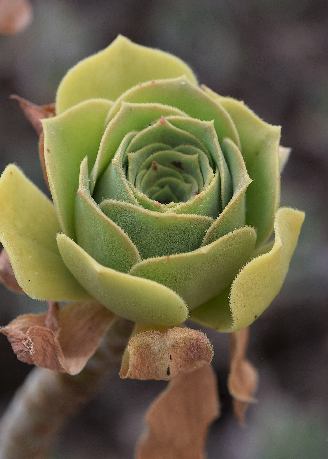 Aeonium balsamiferum