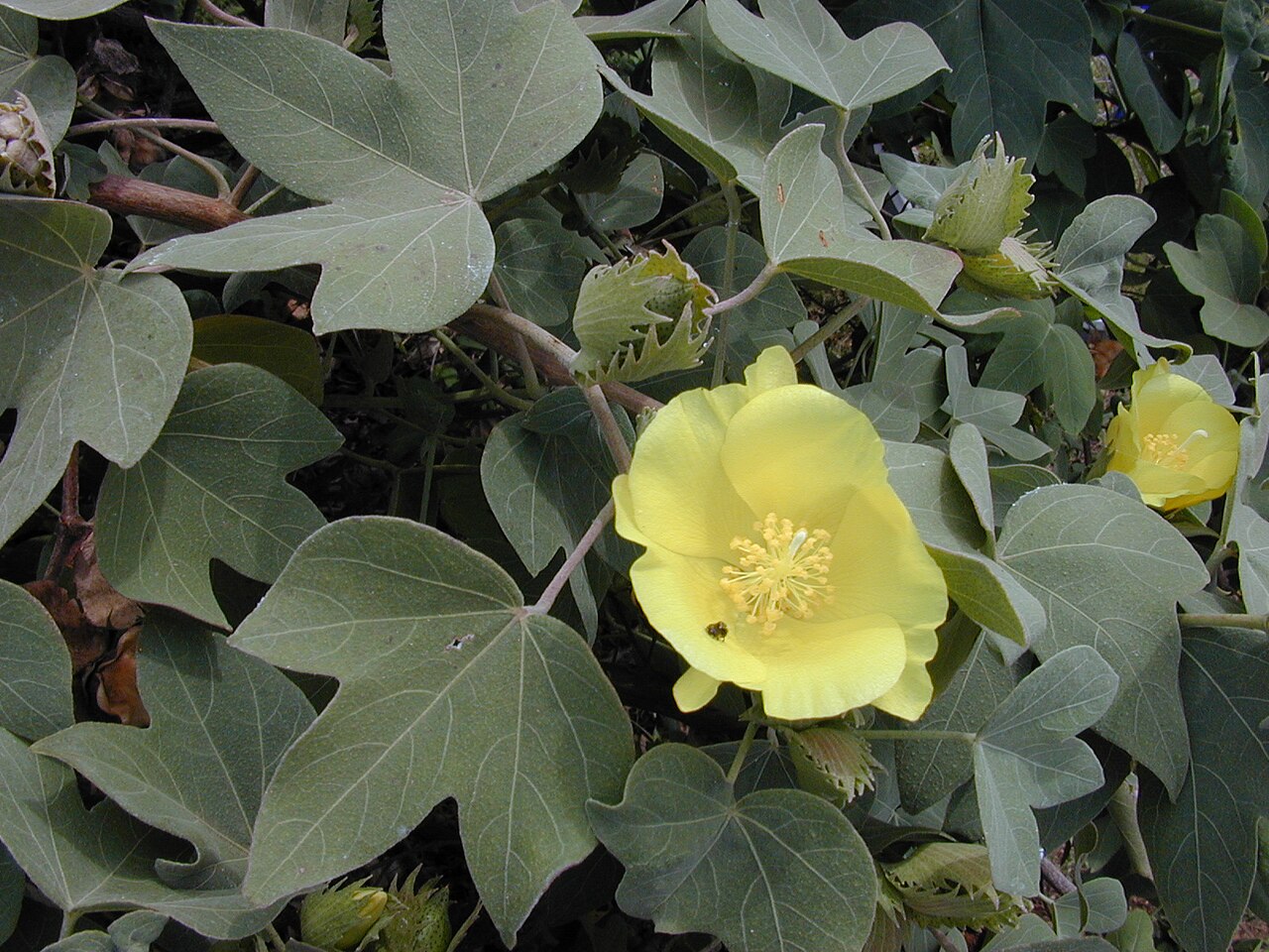 Maʻo or Hawaiian cotton