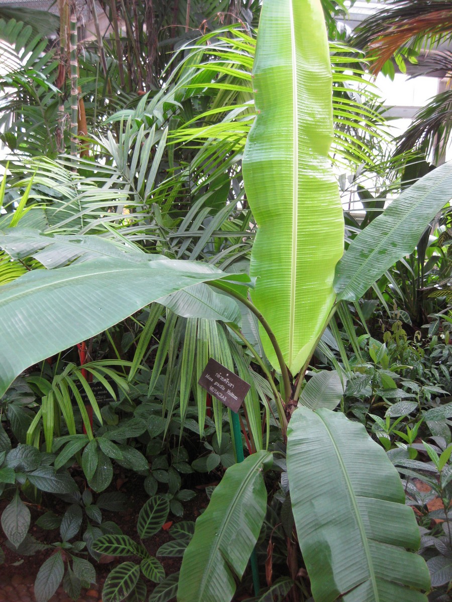 Musa gracilis