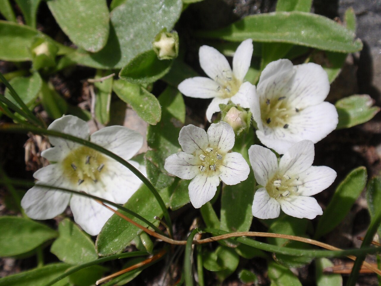 Nemophila spatulata