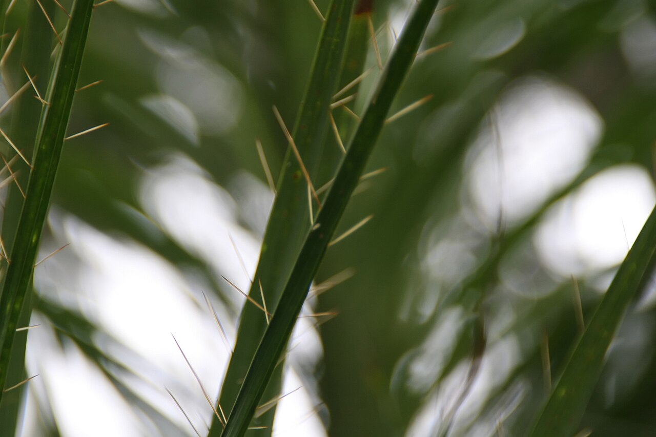 Acrocomia crispa