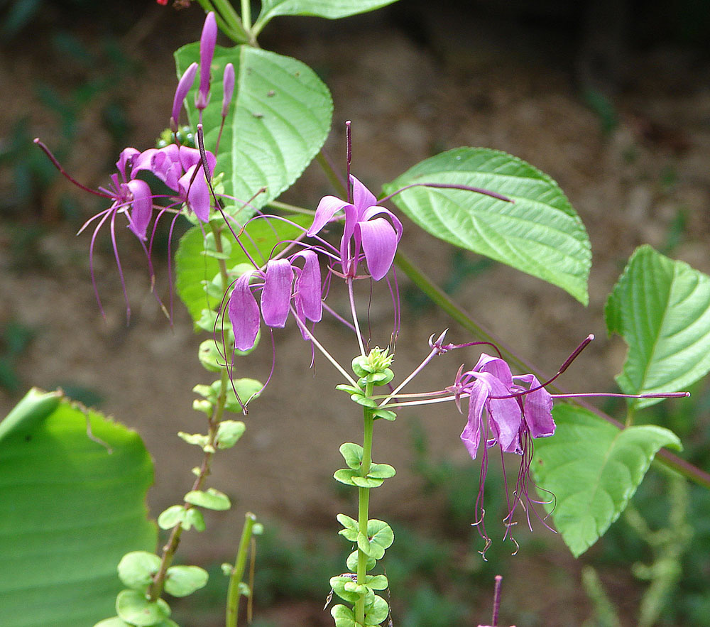 Tarenaya parviflora