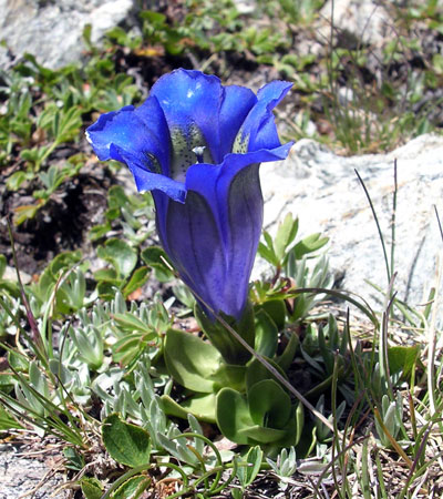 Gentiana alpina