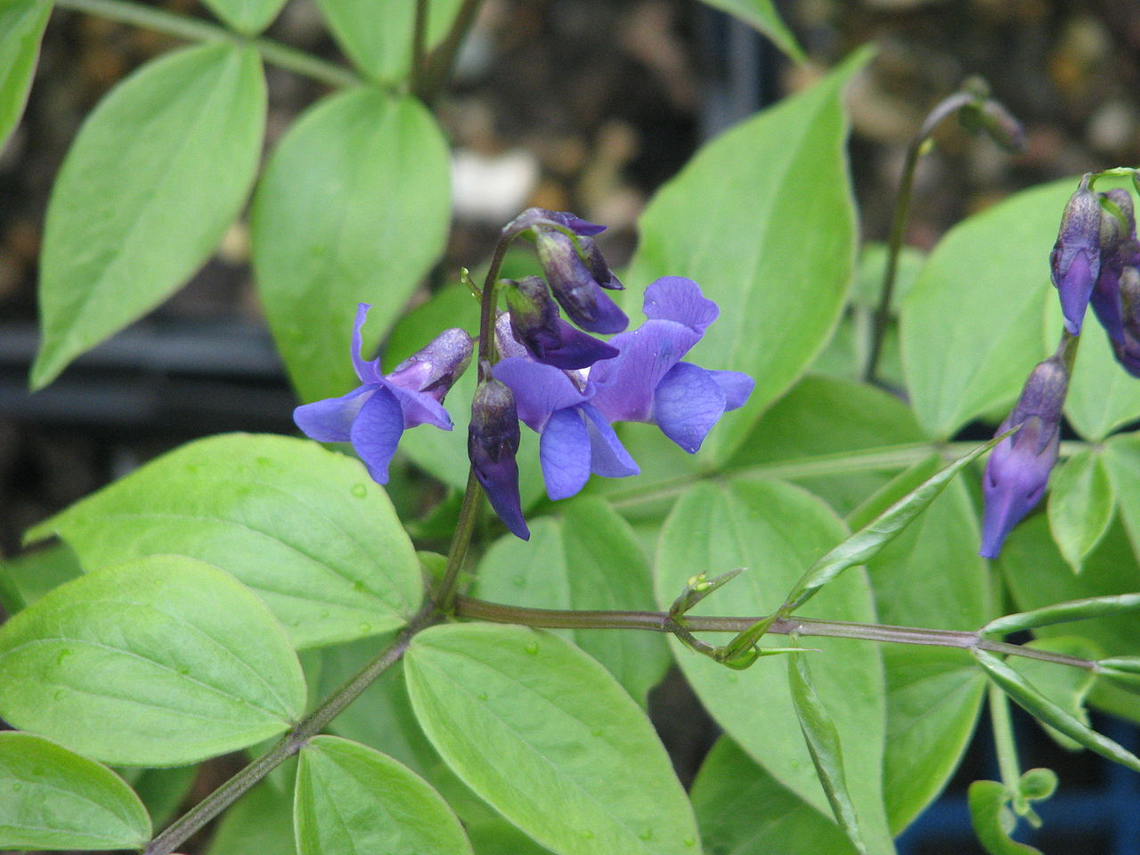 Lathyrus cyaneus